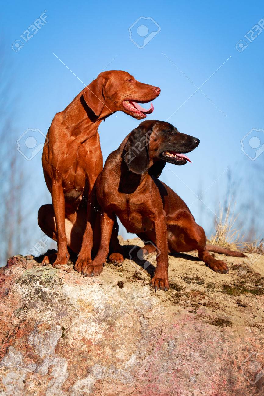 Hungarian Mountain Hound Magyar Vizsla Hungarian Vizsla Hound