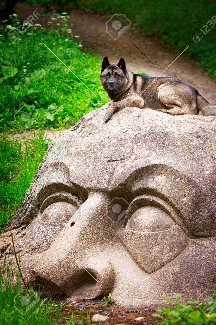 Akita Dog Stock Photo Picture And Royalty Free Image Image 29800643