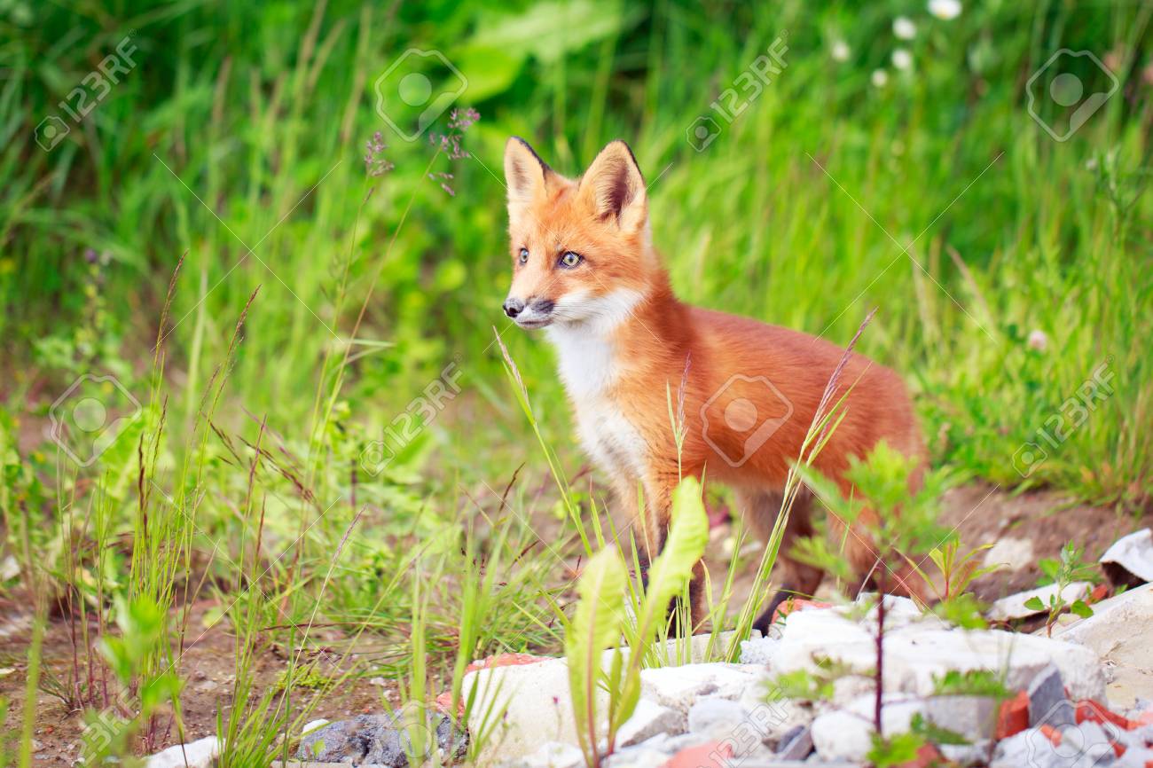 etiam-dictum-ipsum-a-felis