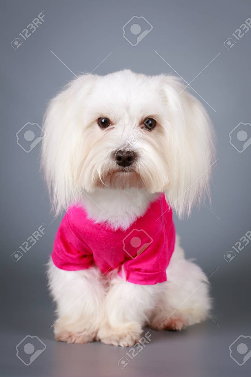 白いマルチーズ犬 の写真素材 画像素材 Image