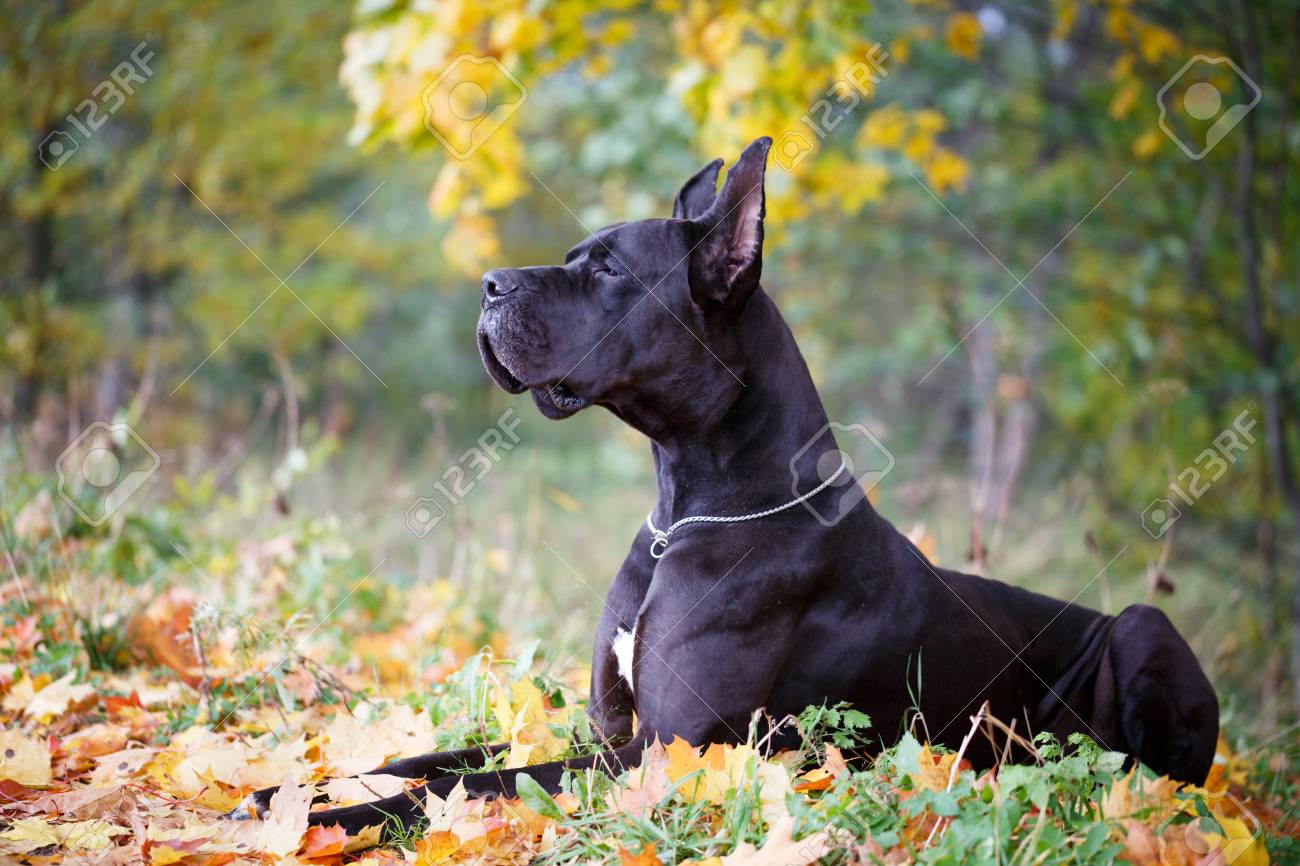 黒のグレートデーン犬 の写真素材 画像素材 Image