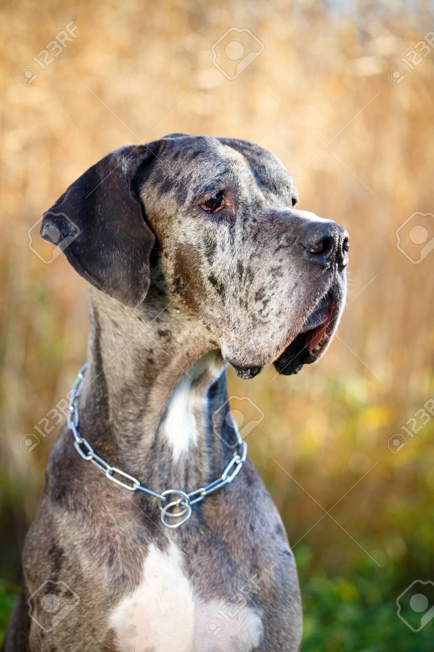merle great dane