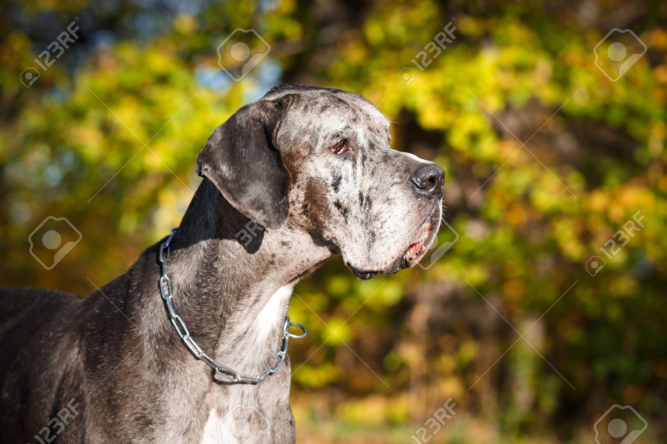 merle weimaraner