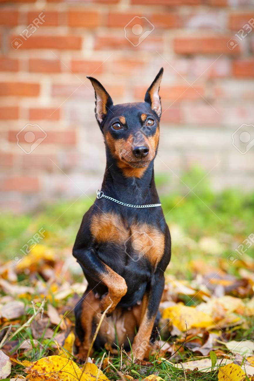 black mini pin dog black mini pin dog