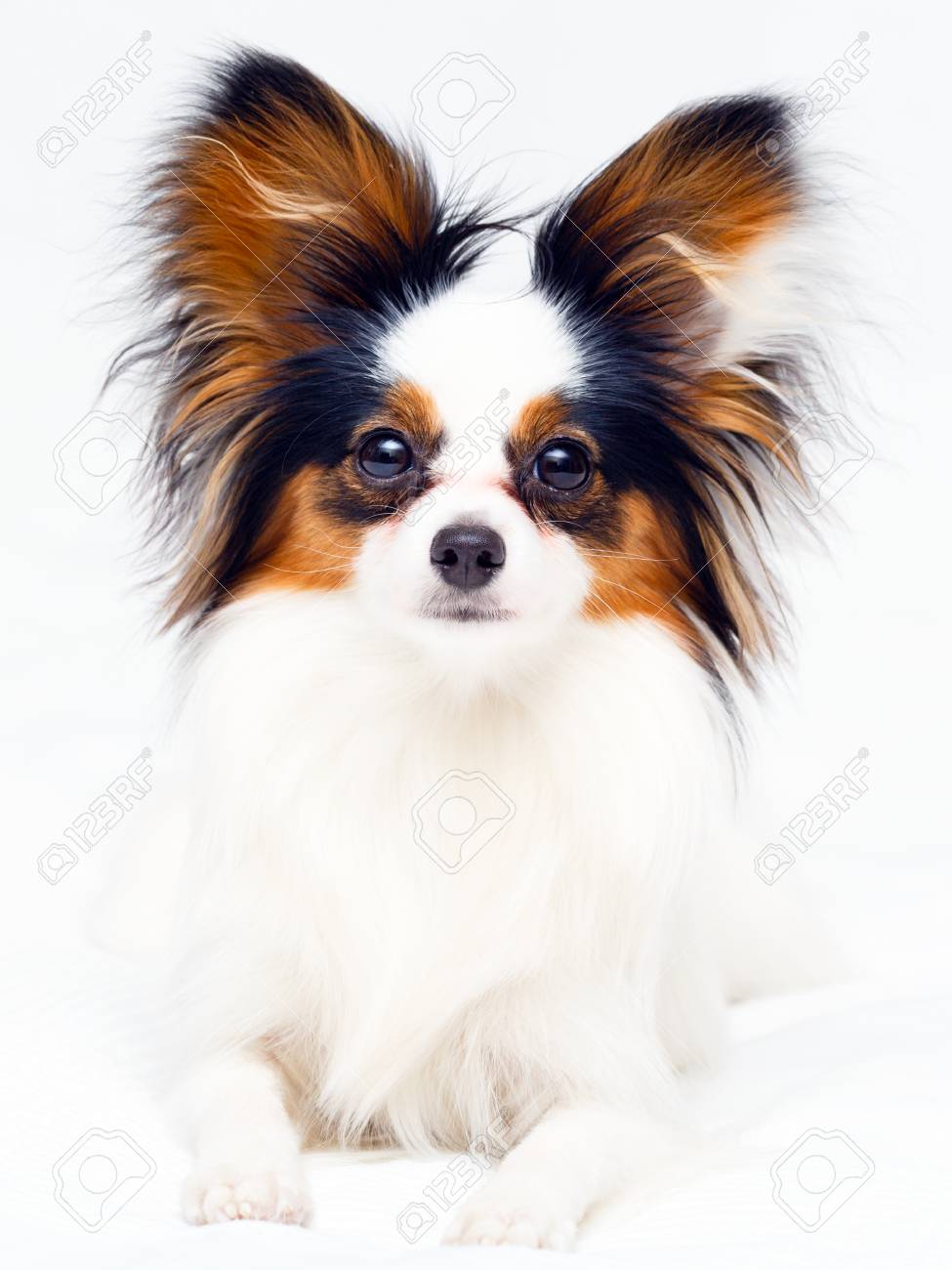 small continental spaniel