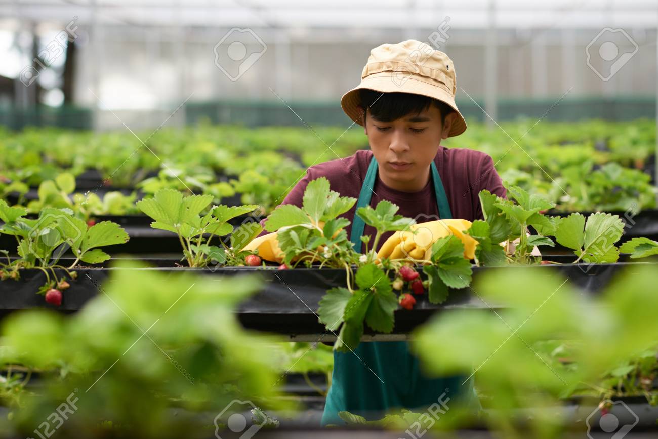 portrait of handsome young greenhouse worker wearing bucket hat greenhouse worker