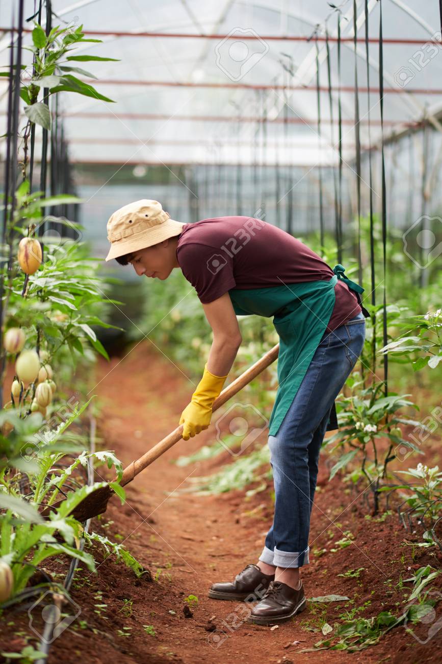 digging greenhouse worker stock photo picture and royalty free greenhouse worker