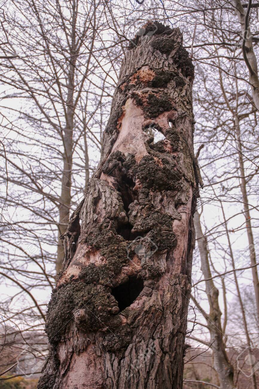 Creepy Eerie Old Rotten Tree Trunk In The Woods Seaton Park Stock Photo Picture And Royalty Free Image Image 142603484