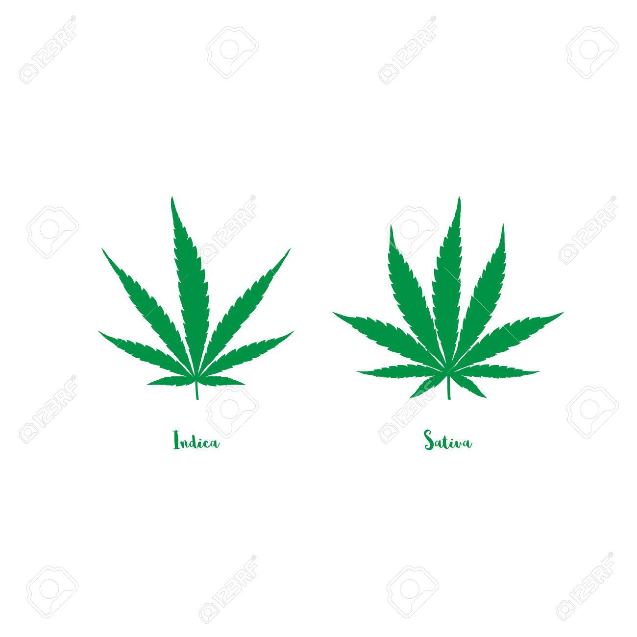 Cannabis Leaf Chart