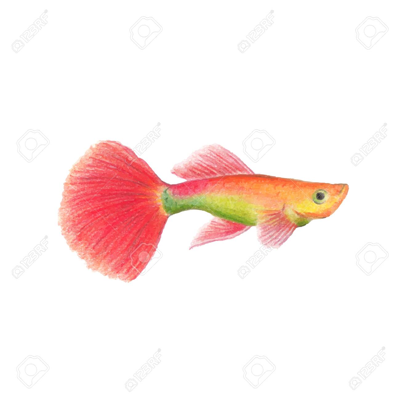 images Realistic Fish Drawing Colour 123rf