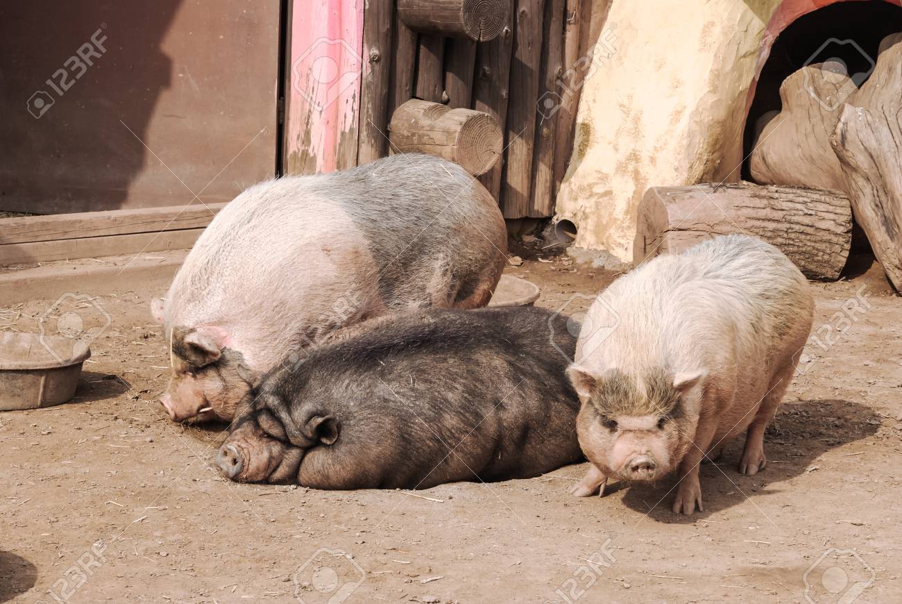 農場でアジアの家畜豚 かわいい動物 の写真素材 画像素材 Image