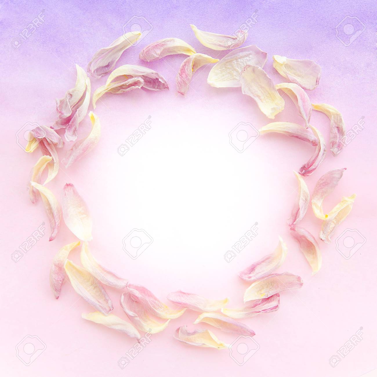 tender pink tulip petals on the purple gradient color background