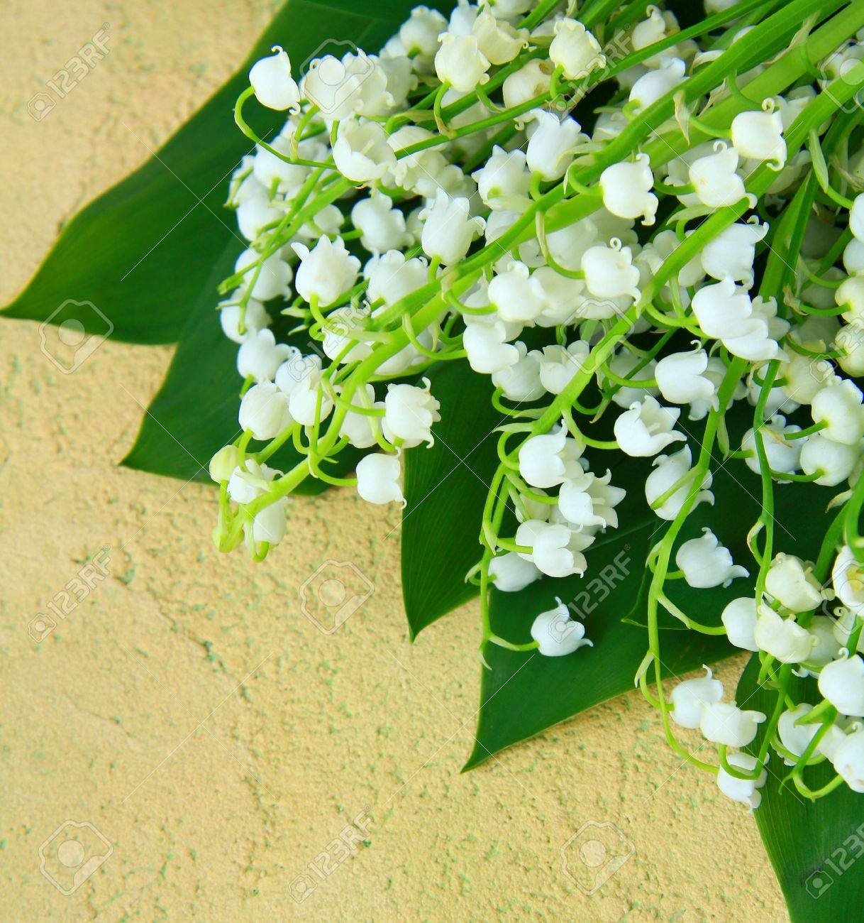 春の花スズランの花束 の写真素材 画像素材 Image