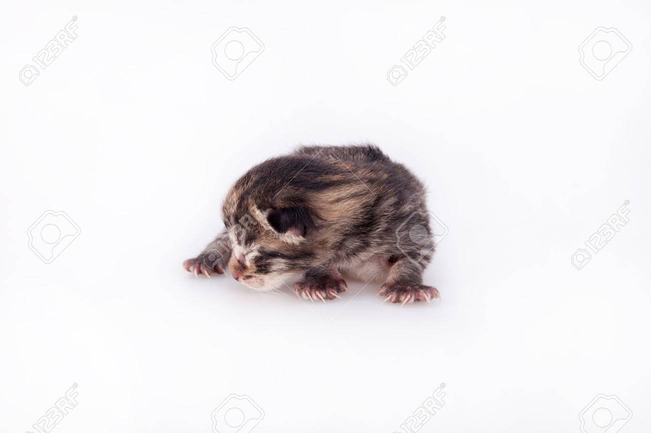 Petit Chaton Aveugle Sur Un Fond Blanc Premier Jour Apres La Naissance Banque D Images Et Photos Libres De Droits Image Petit Chaton Aveugle Sur Un Fond Blanc Premier Jour Apres La Naissance Banque D Images Et Photos Libres De Droits Image