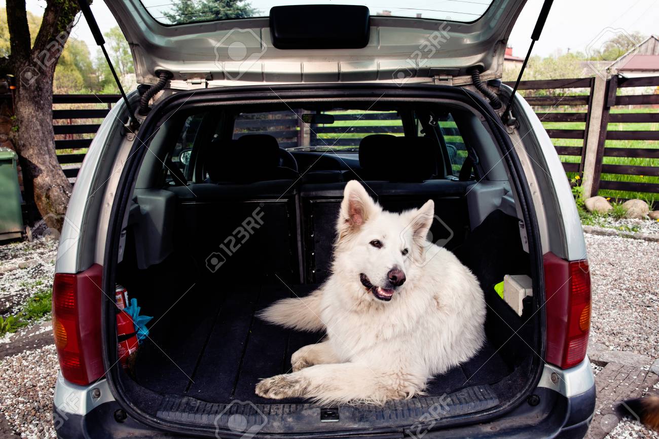 dog in boot of car