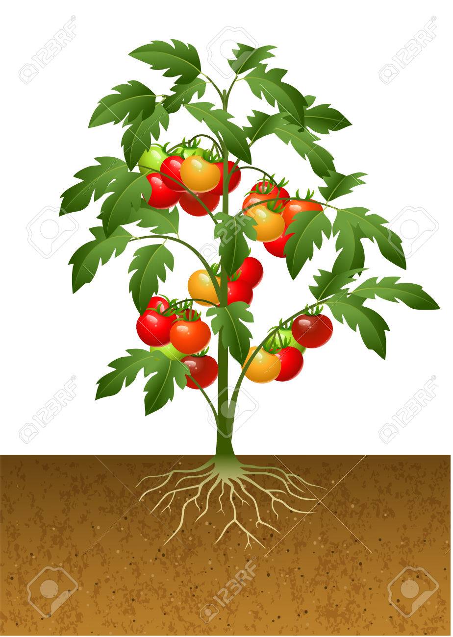トマト植物で根が地面の下のベクトル イラスト のイラスト素材 ベクタ Image トマト植物で根が地面の下のベクトル イラスト のイラスト素材 ベクタ Image