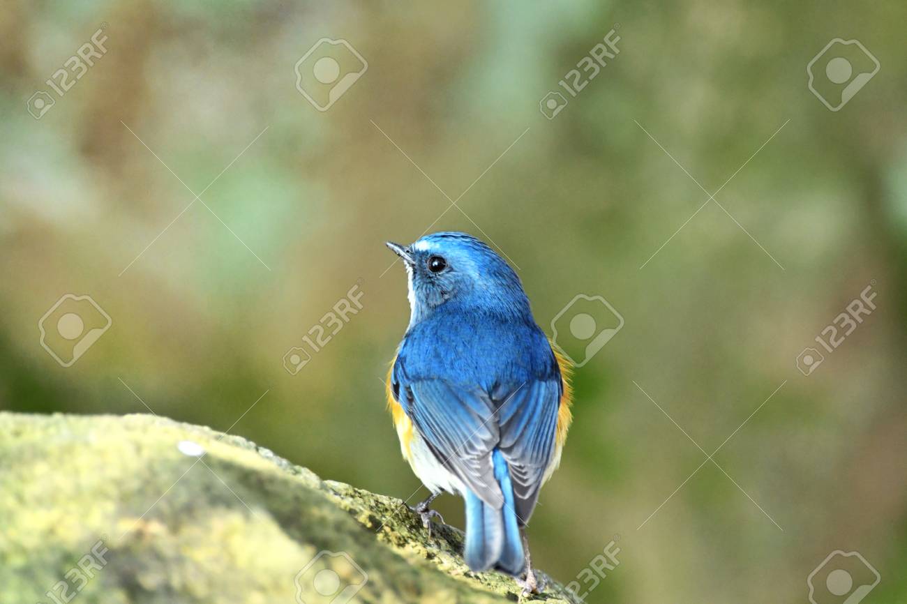 etiam-dictum-ipsum-a-felis