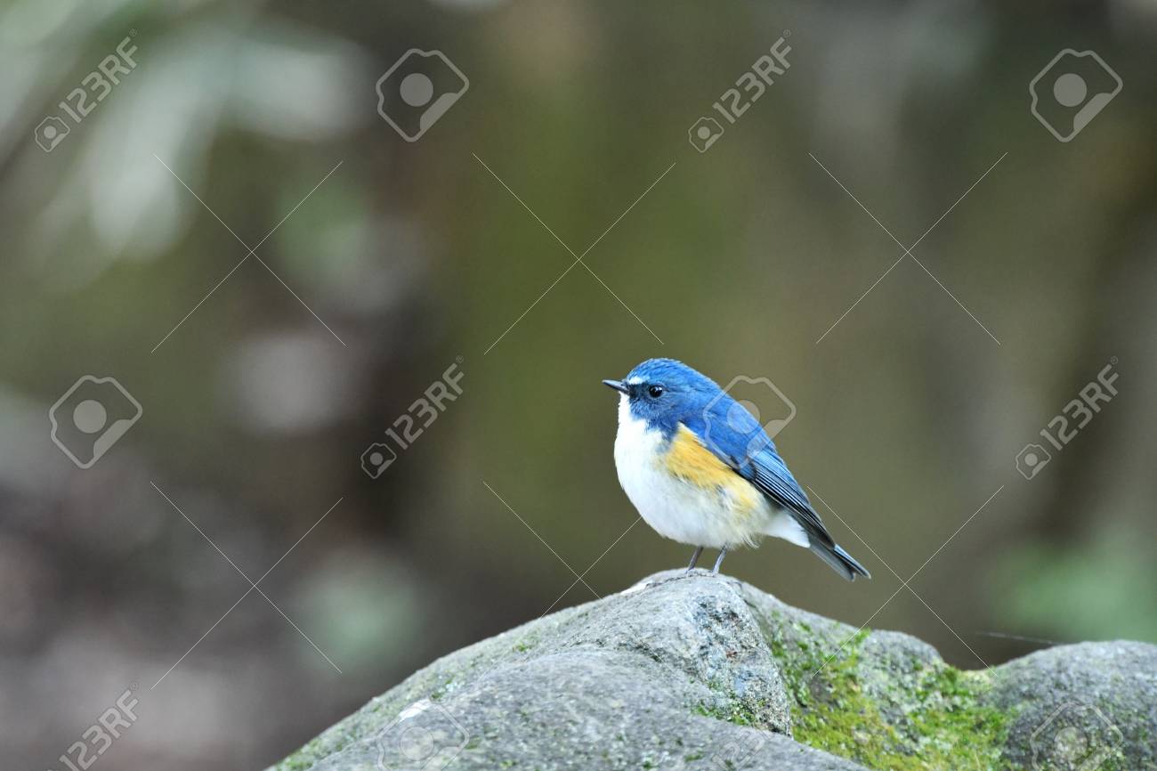 etiam-dictum-ipsum-a-felis