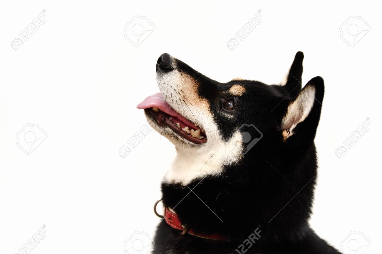 Japanese Black Shiba Inu