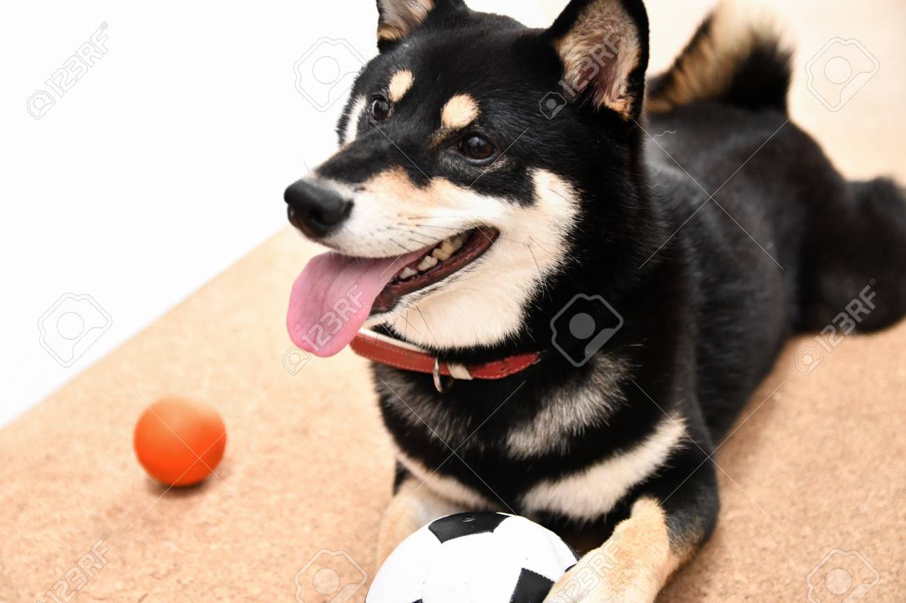 Naughty Black Shiba Inu