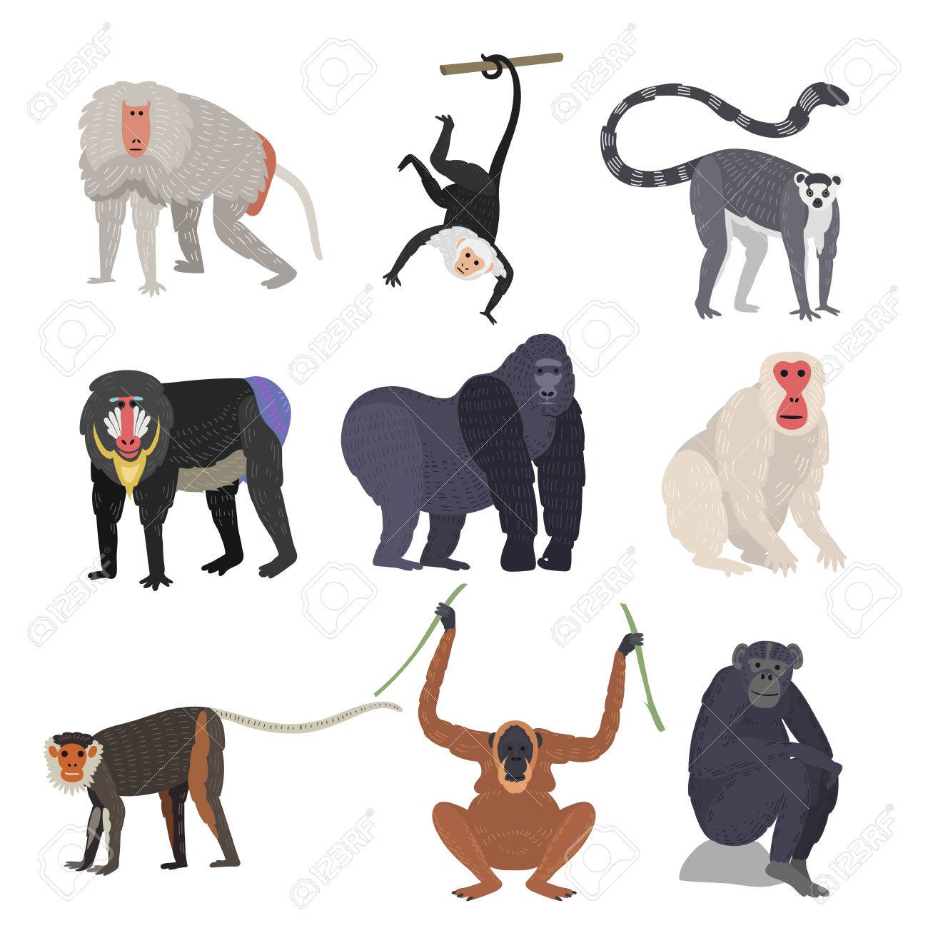 サル珍しい動物のベクトルの種類を設定します のイラスト素材 ベクタ Image