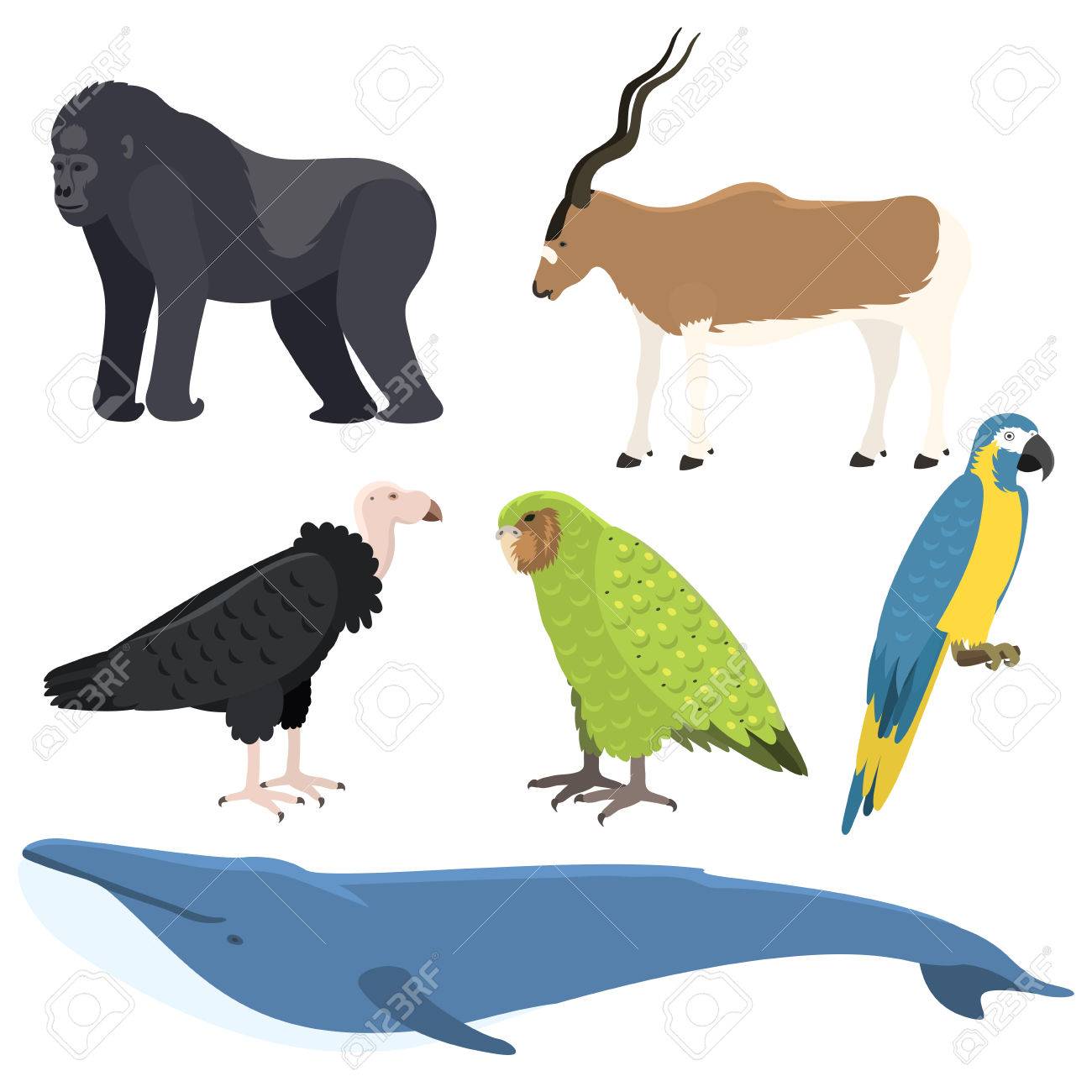 Ilustracion De Ballena Superficie Norte Profunda Jorobada Diferentes Animales Salvajes Mamifero Fauna Acuatica Especie En Peligro De Extincion Ilustraciones Vectoriales Clip Art Vectorizado Libre De Derechos Image