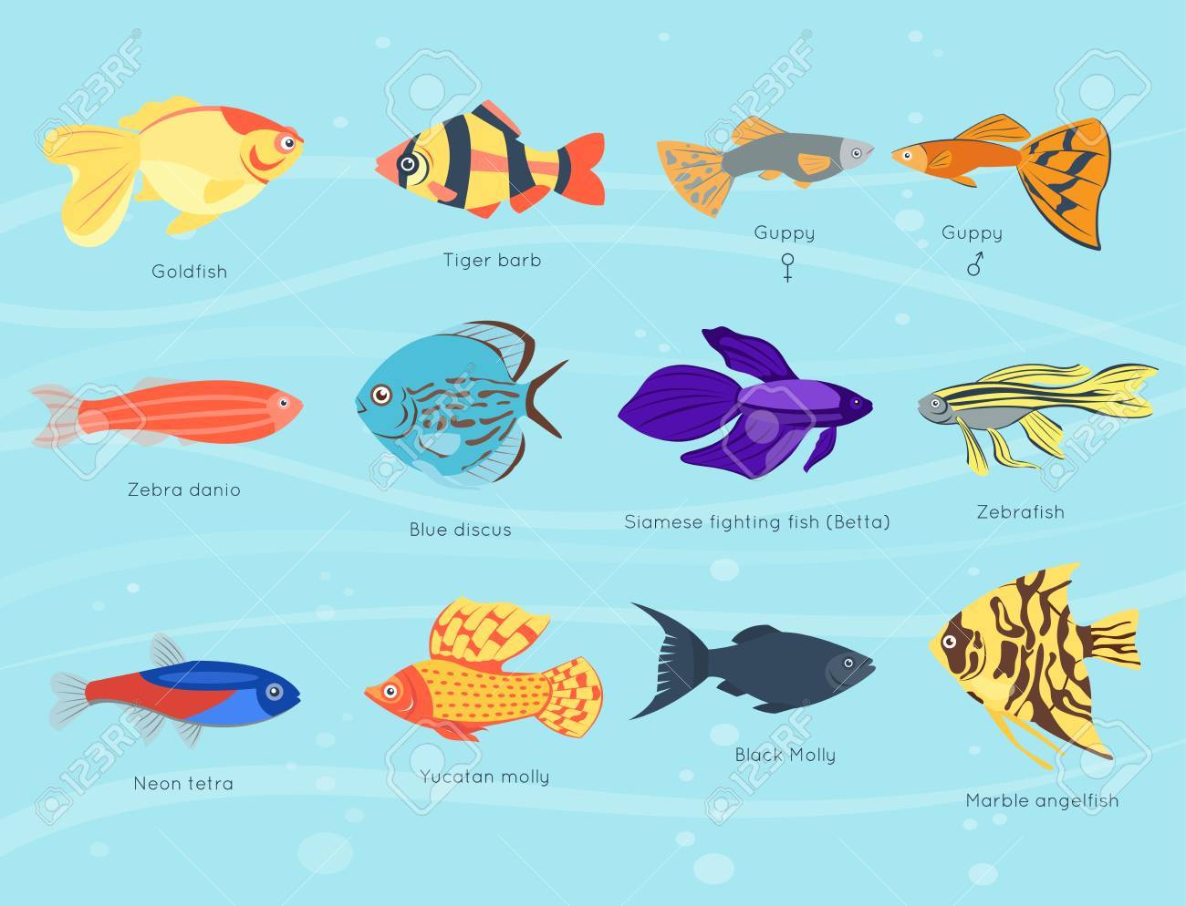 Exóticos Tropicales Peces Diferentes Colores Submarinos Océano