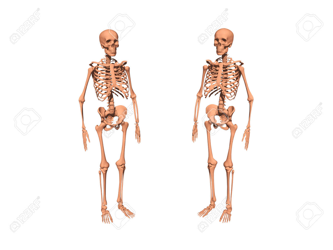 Skeleton As An Undead Bone Man Stock Photo Picture and Royalty