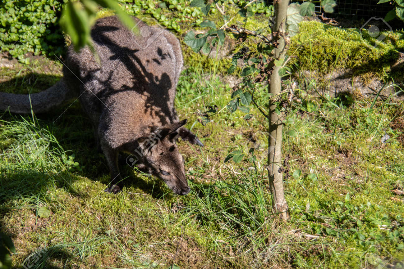 etiam-dictum-ipsum-a-felis