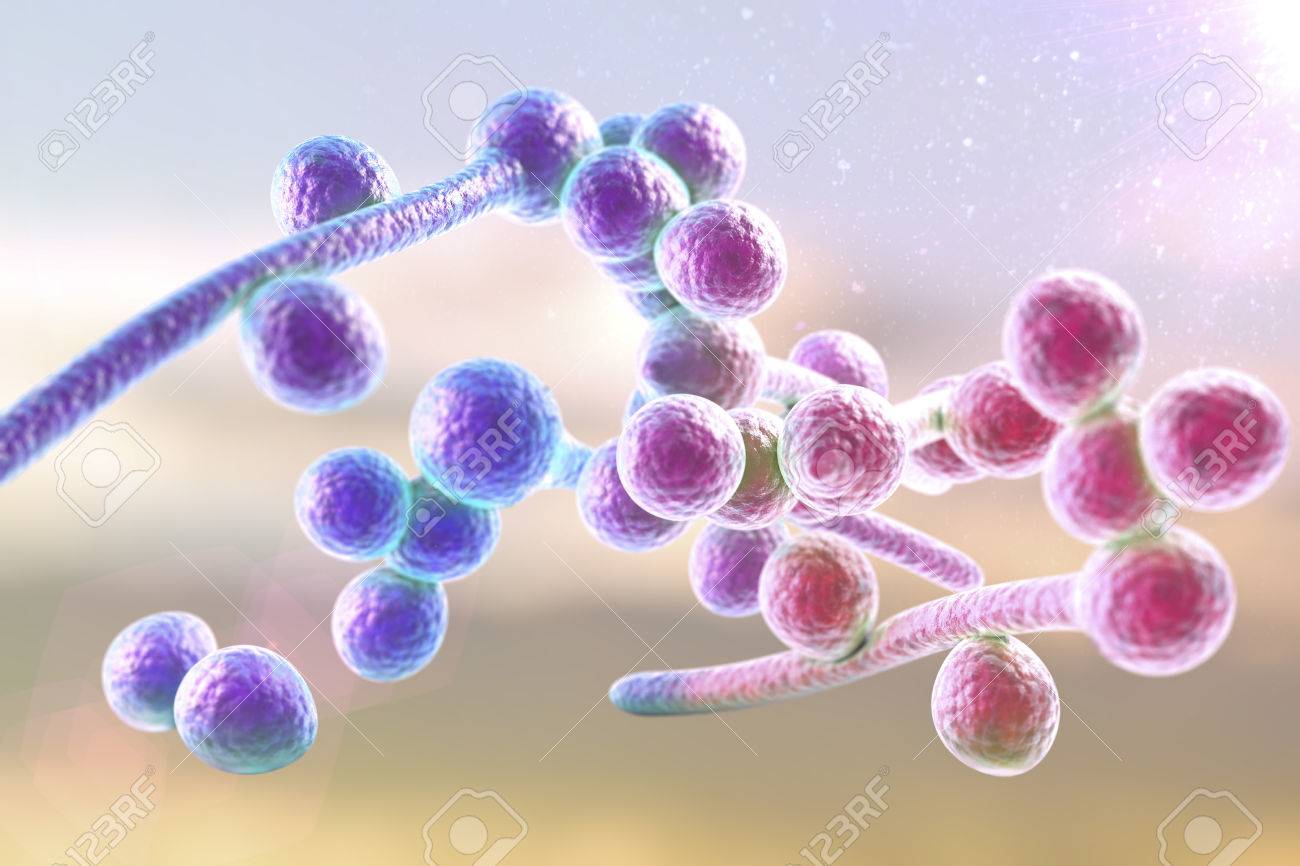 levure candida albicans levure candida albicans