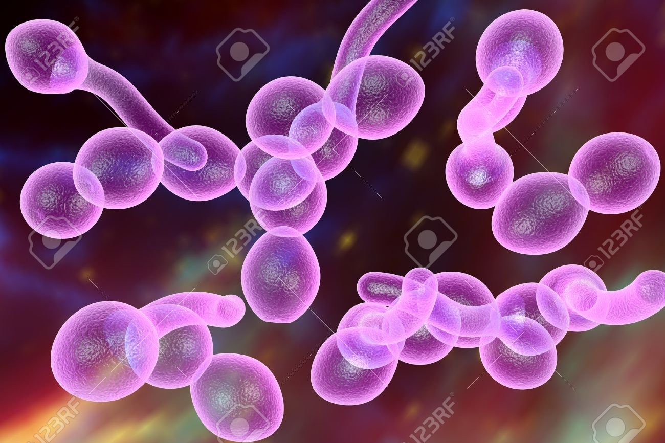 que es levaduras de candida albicans