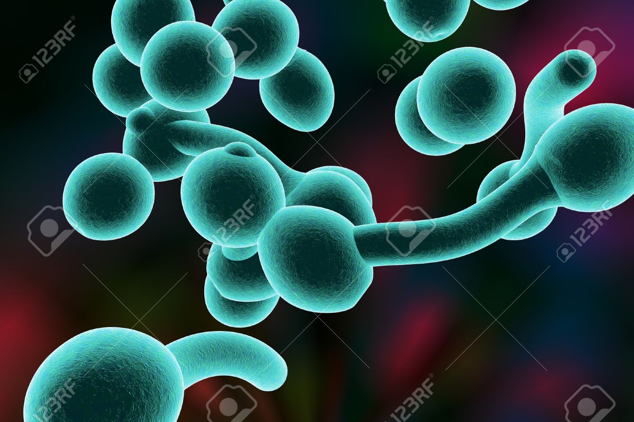 Levaduras de candida albicans