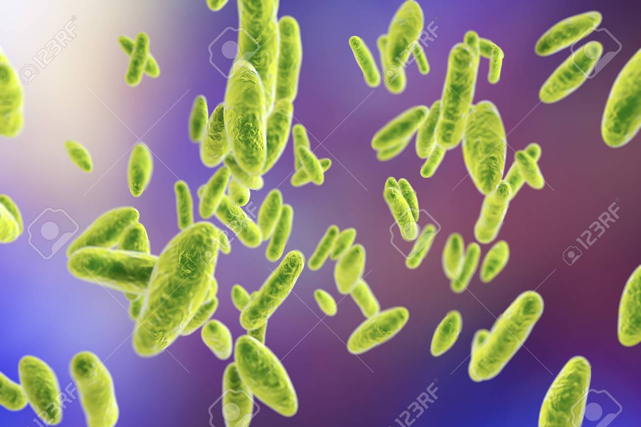 ブルセラ　 ブルセラ属の細菌は、3 D の図。牛と人間のブルセラ病を引き起こすとされるグラム陰性の多形性細菌病気動物と直接接触することによって汚染されたミルクの人にの写真素材・画像素材  Image 64547782
