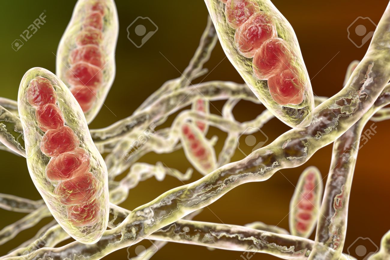 菌の白癬菌 分生子多細胞体および培養菌糸糸状構造 3 D イラストレーション 水虫の白癬足と頭皮白癬白癬 Capitus を引き起こす の写真素材 画像素材 Image