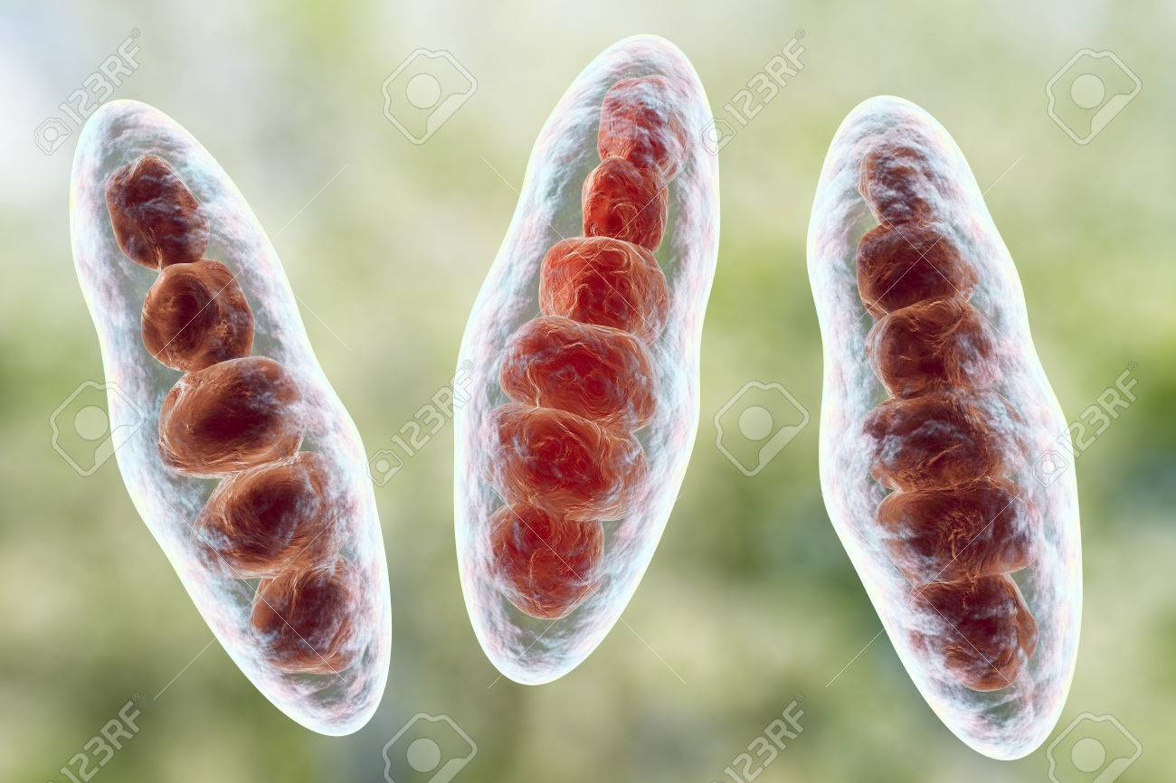 trichophyton mentagrophytes pied