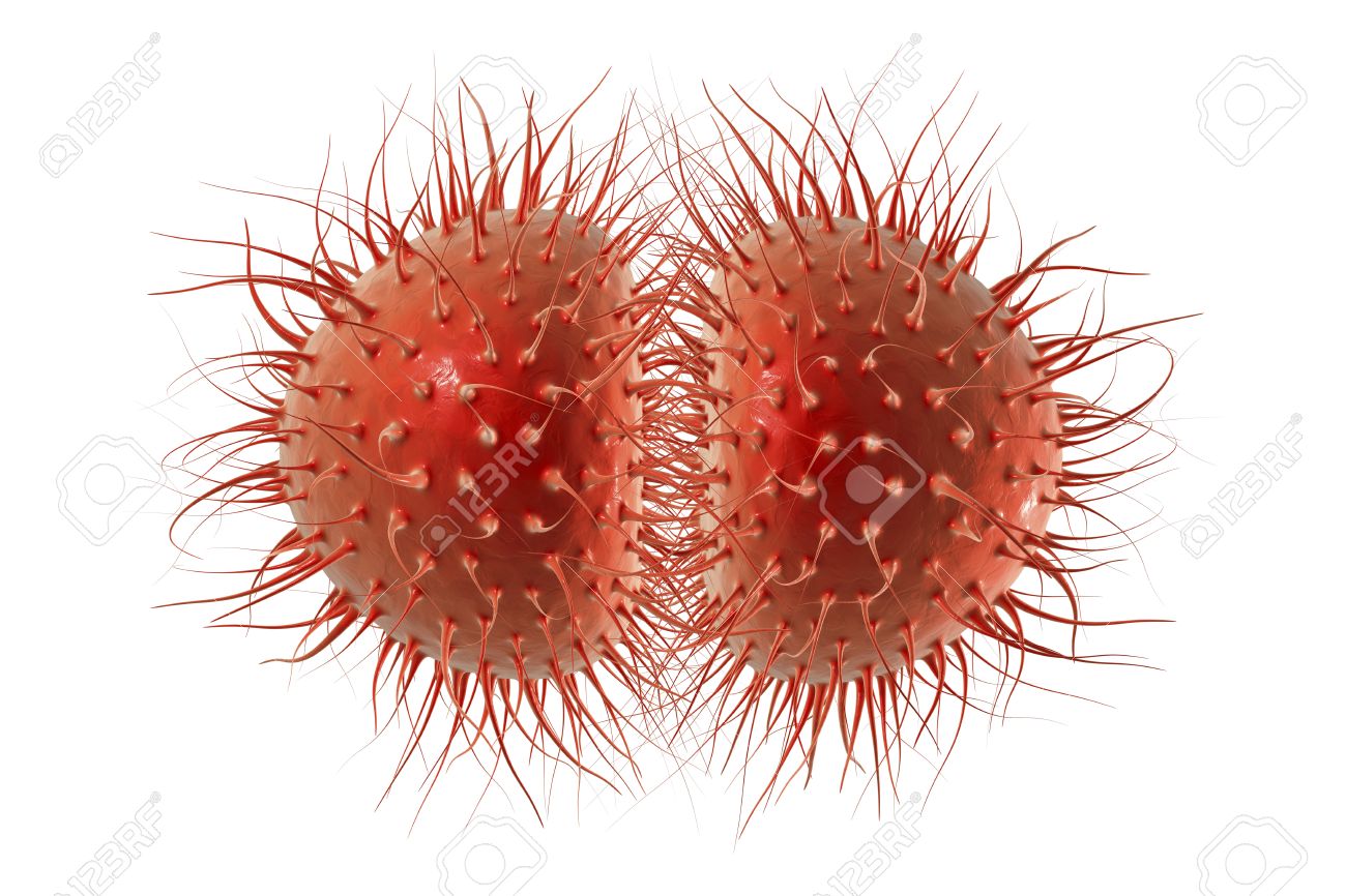 Resultado de imagen para NEISSERIA GONORRHOEAe