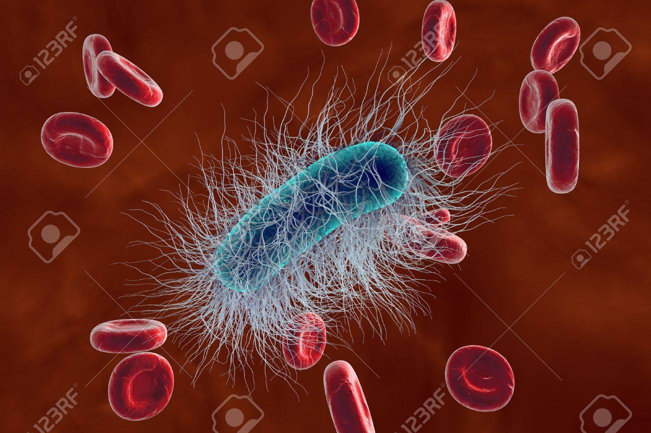 3 D イラスト 血中エシェリヒア属大腸菌細菌 敗血症 出現 の写真素材 画像素材 Image