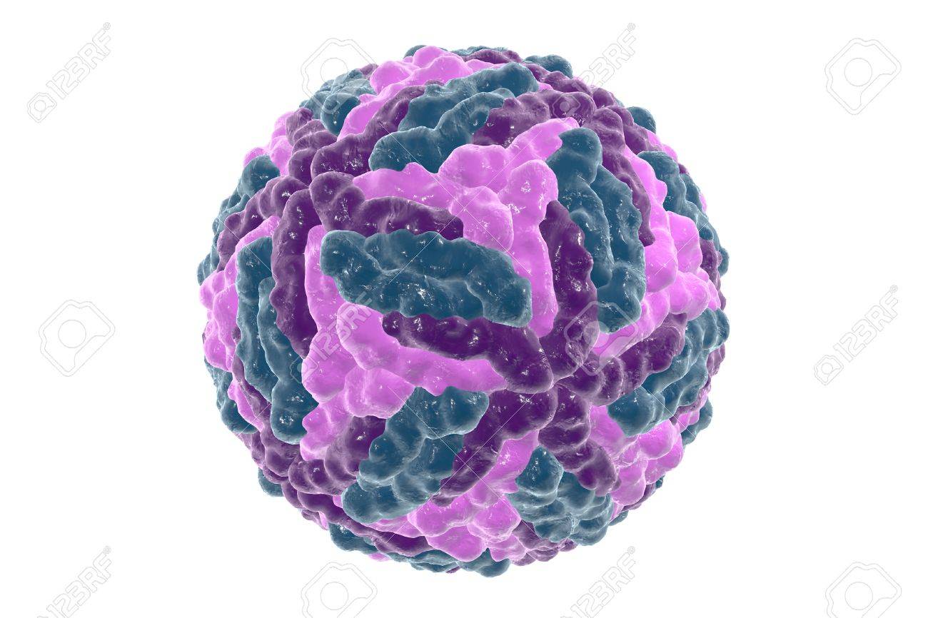 Dengue Virus Which Causes Yellow Fever And Is Transmitted By Stock Photo Picture And Royalty Free Image Image 66214345