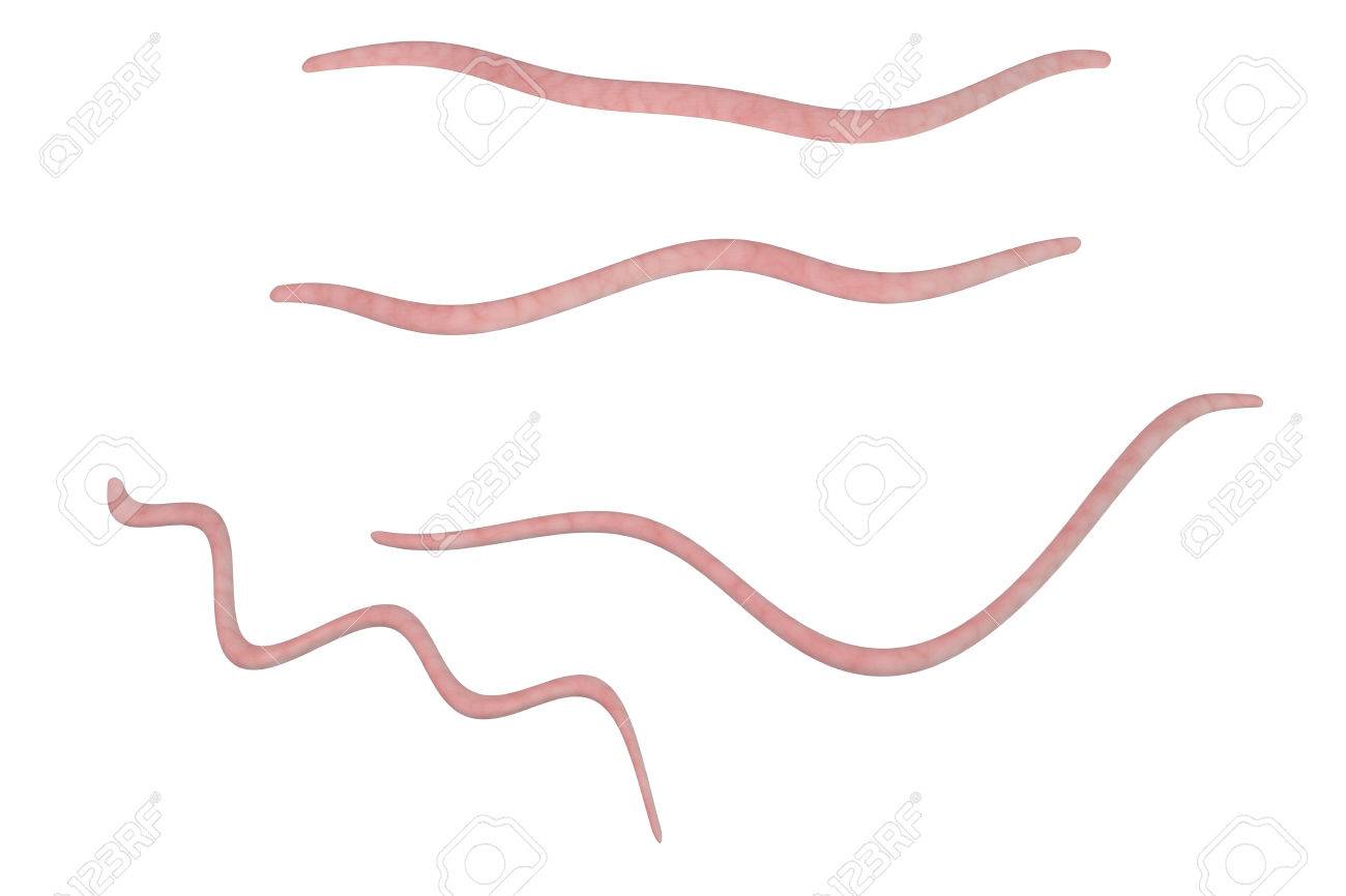 白い背景に 3 D イラストレーションに分離されて発生する蟯虫 蠕虫蟯虫ぎょう の写真素材 画像素材 Image