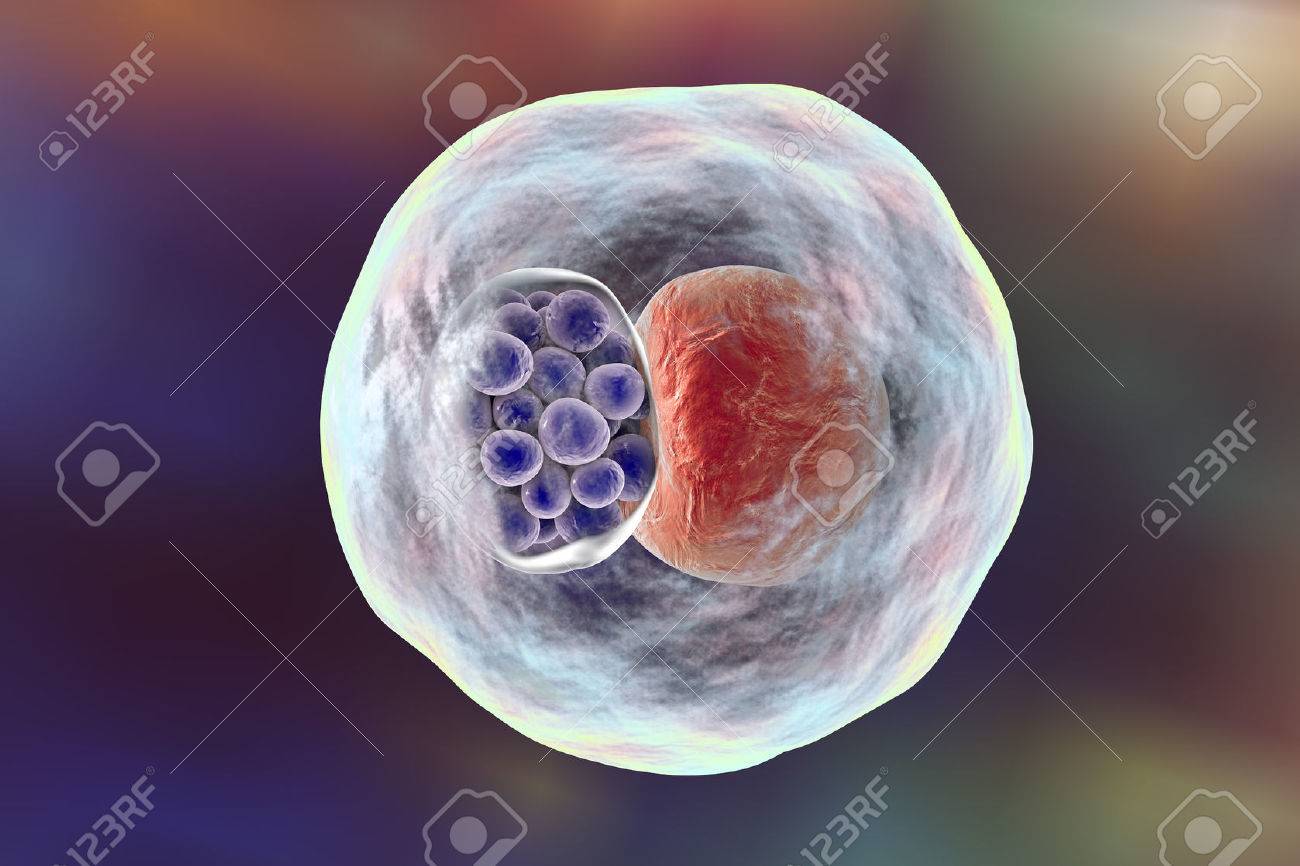 Chlamydia Aufnahme In Die Menschliche Zelle 3d Darstellung Von Chlamydien Elementarkorperchen In Der Nahe Der Kern Einer Zelle Zeigt Gruppe Lizenzfreie Fotos Bilder Und Stock Fotografie Image