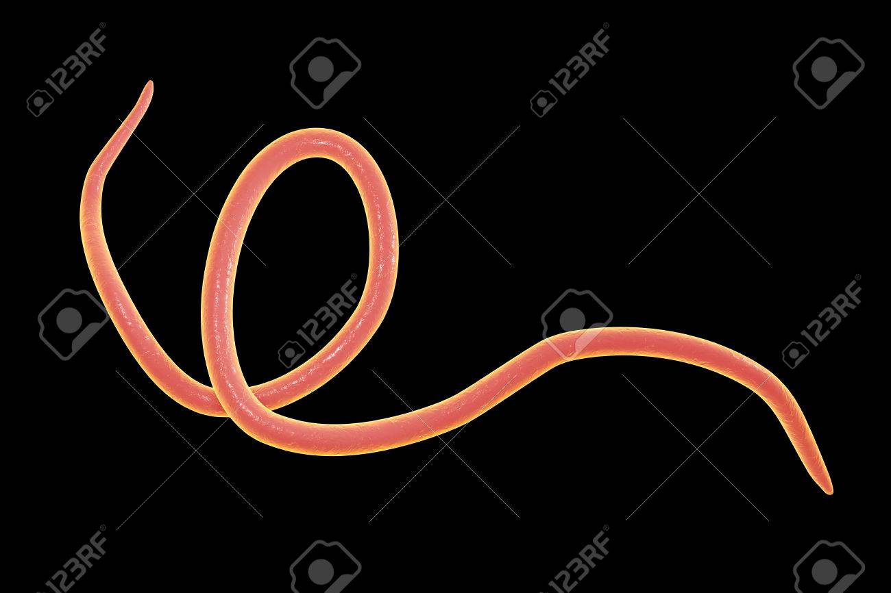 黒の背景 3 D イラストレーションに分離されて発生する蟯虫 蠕虫蟯虫ぎょう の写真素材 画像素材 Image