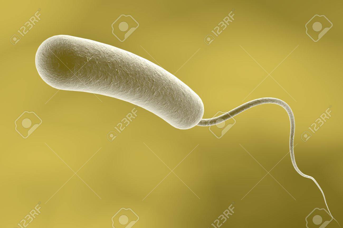 Vibrio Cholerae Bacterium, 3D Illustration. Bacterium Which Causes Cholera  Stock Photo, Picture and Royalty Free Image. Image 72465121., image size:1300x866