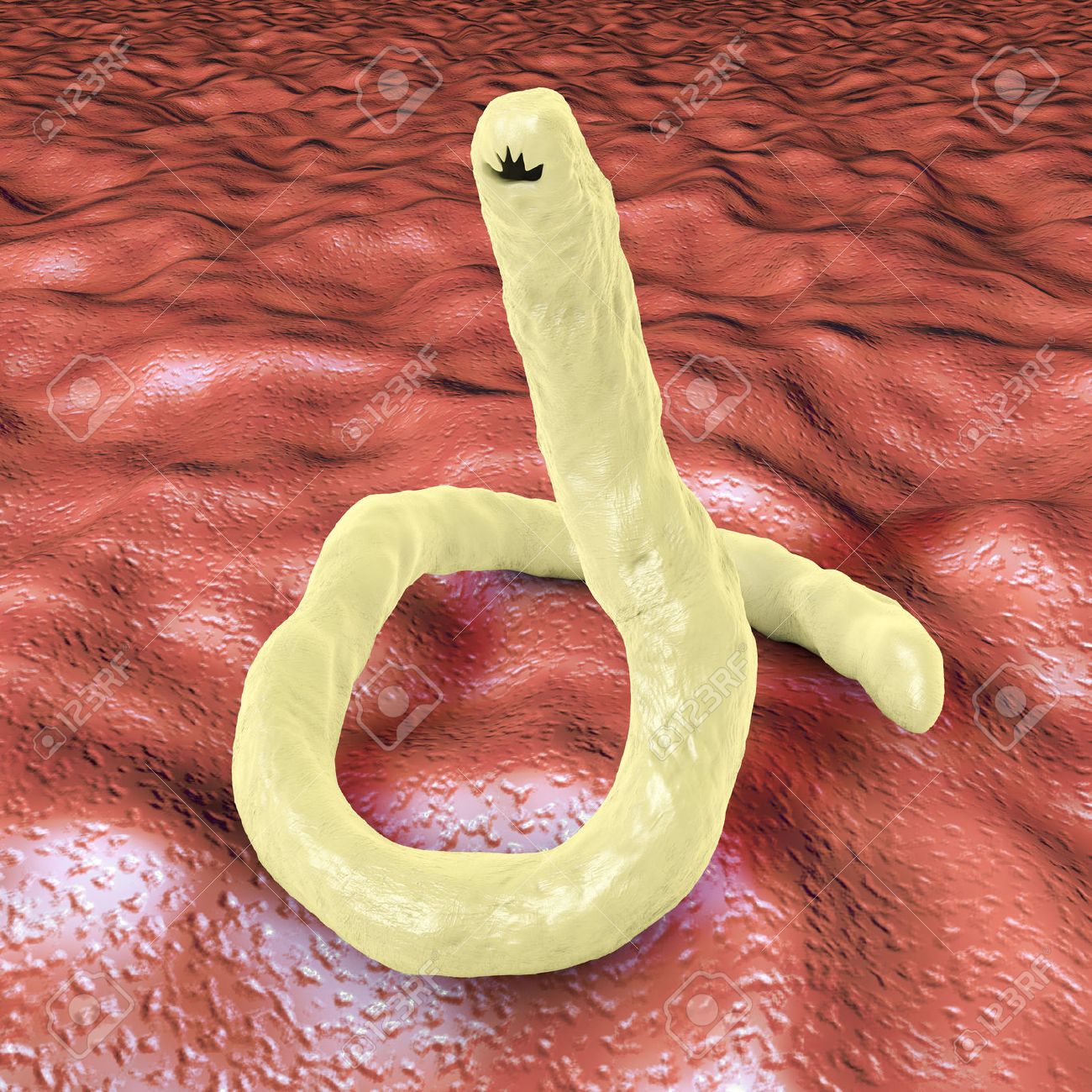 anquilostomiasis gato anquilostomiasis gato