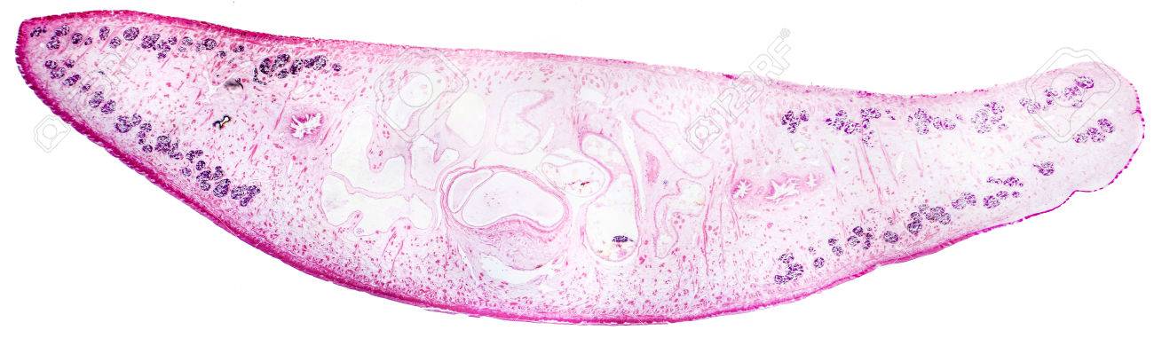 肝蛭蛭 羊 牛 白い背景で隔離の人間の寄生虫光顕微鏡写真 の写真素材 画像素材 Image 肝蛭蛭 羊 牛 白い背景で隔離の人間の寄生虫光顕微鏡写真 の写真素材 画像素材 Image