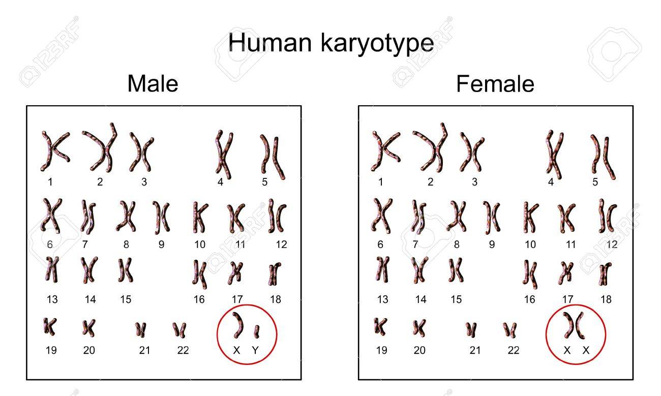 Resultado de imagen de cariotipo humanos