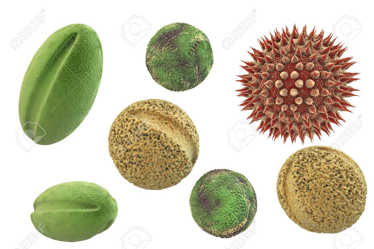 pollen grains from different plants 3d illustration they are