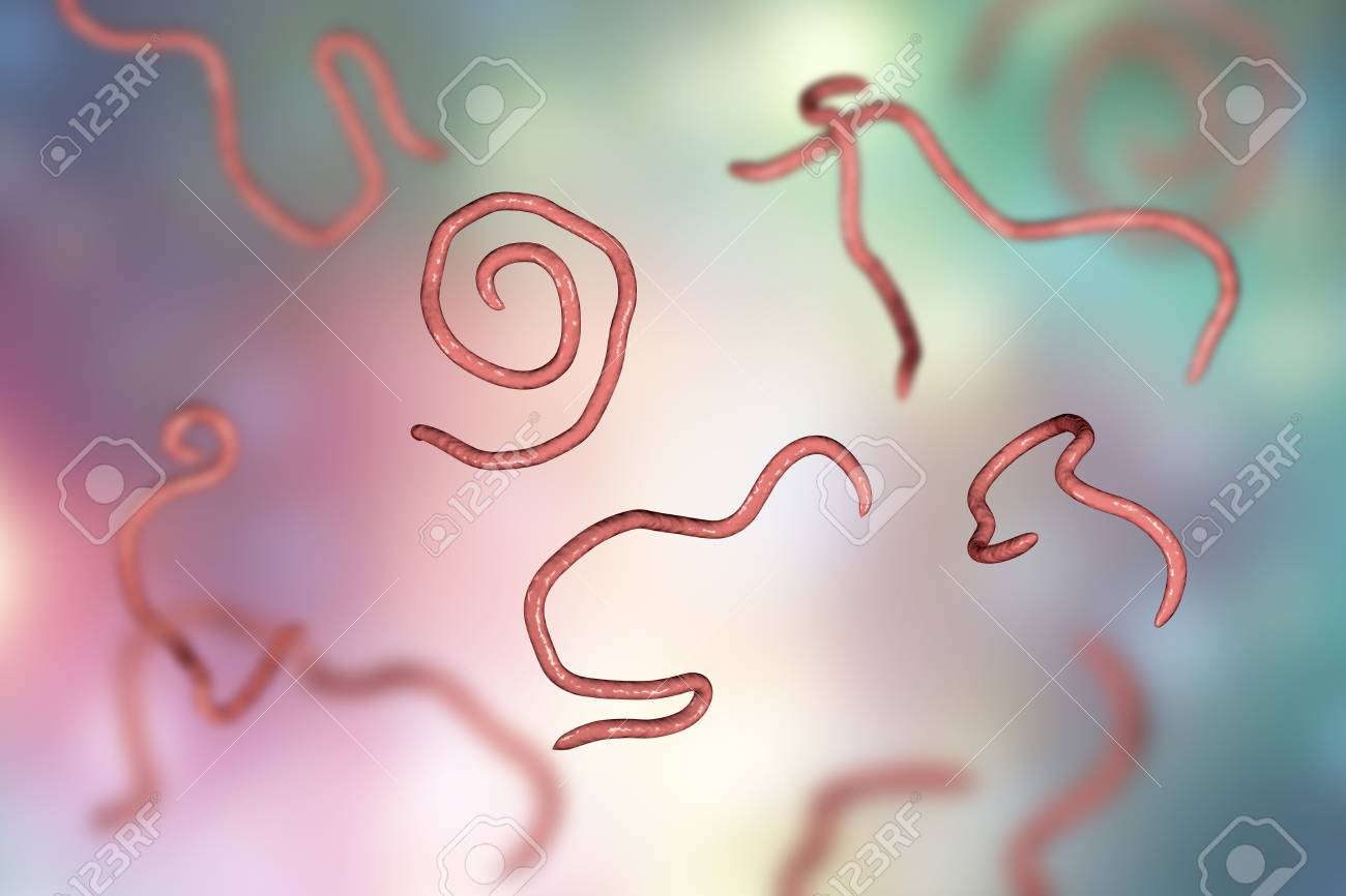 Enterobiasis. Bu hastalık nedir Enterobiasis. Bu hastalık nedir