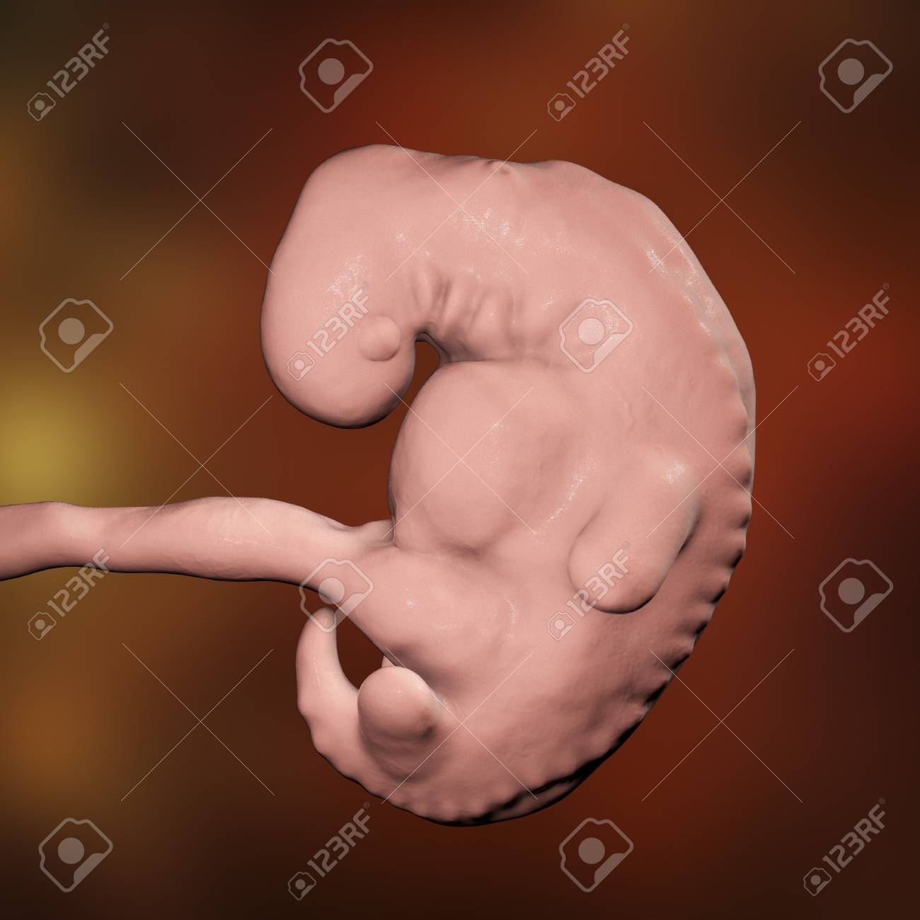 4週間の胚 妊娠4週目の後半 科学的に正確な3dイラスト の写真素材 画像素材 Image