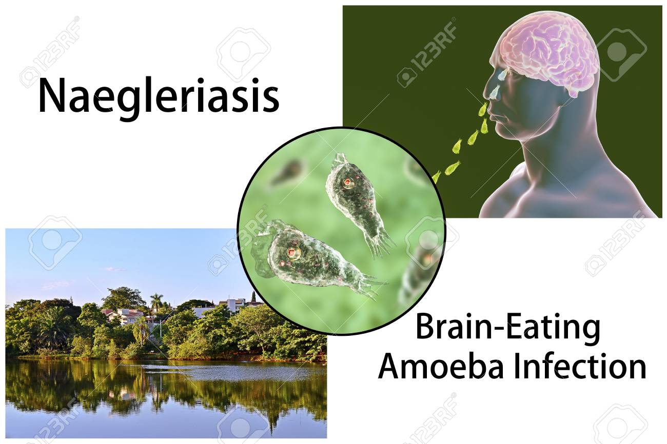 naegleria reservoir naegleria reservoir