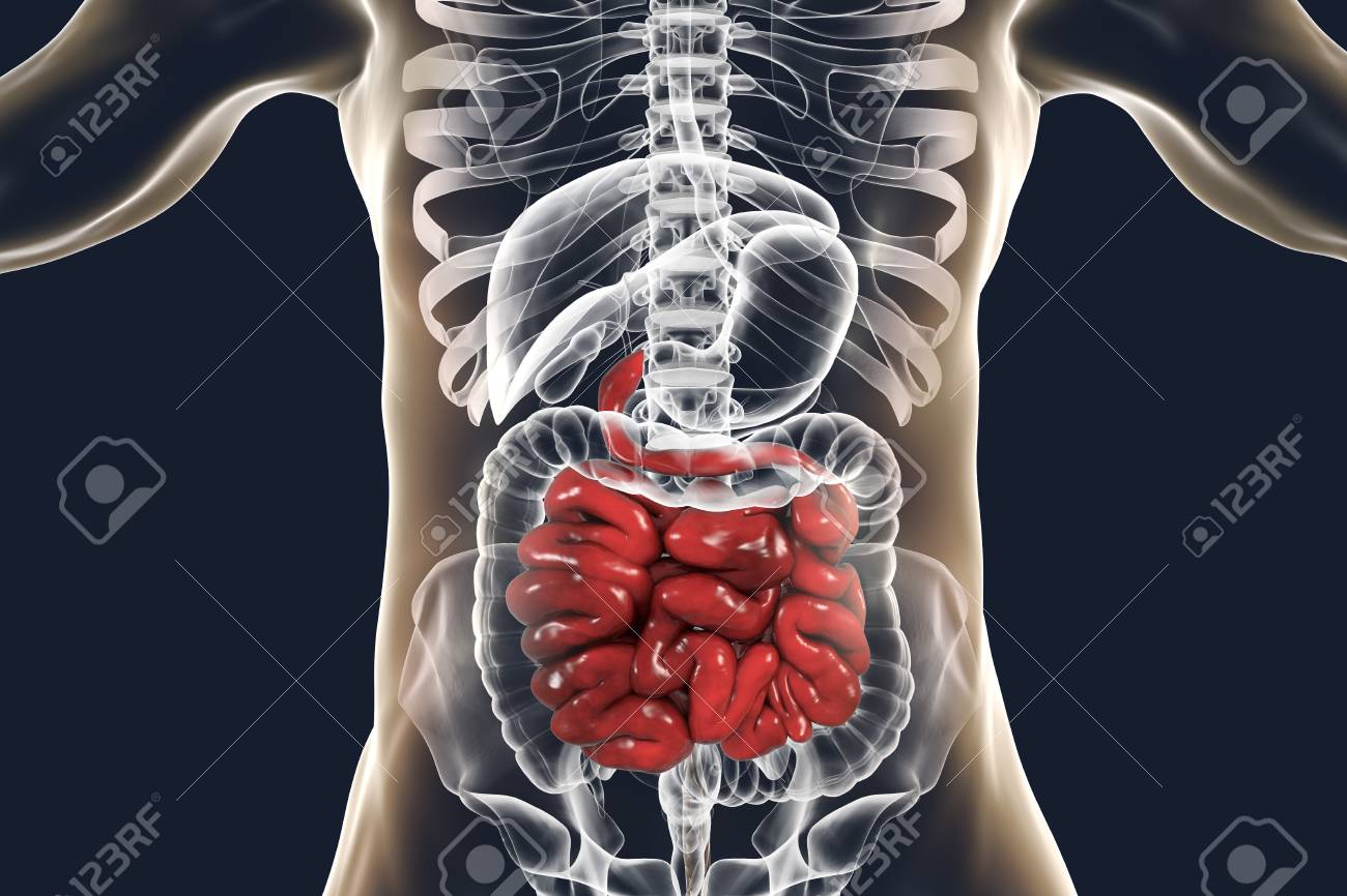 Anatomía Del Sistema Digestivo Humano Con Intestino Delgado Resaltado,  Ilustración 3D Fotos, retratos, imágenes y fotografía de archivo libres de  derecho. Image 96375833